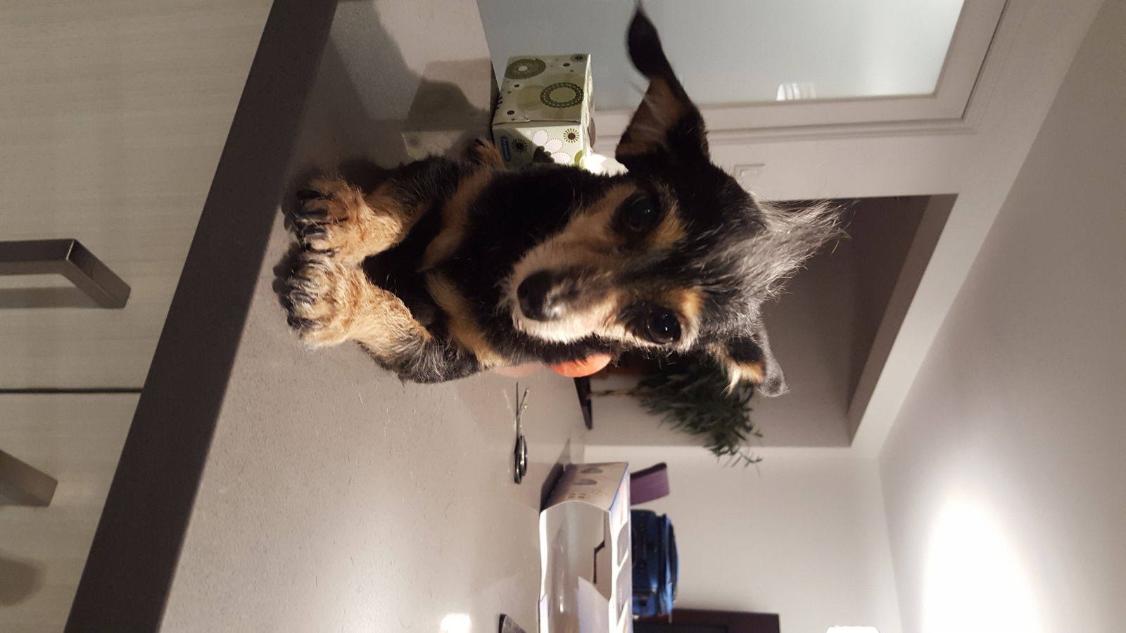 Gastfamilie Montréal 123875