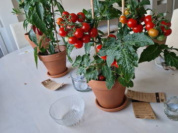 Chambre d'hôte à louer à Dornach - photo 10 : salle à manger-10
