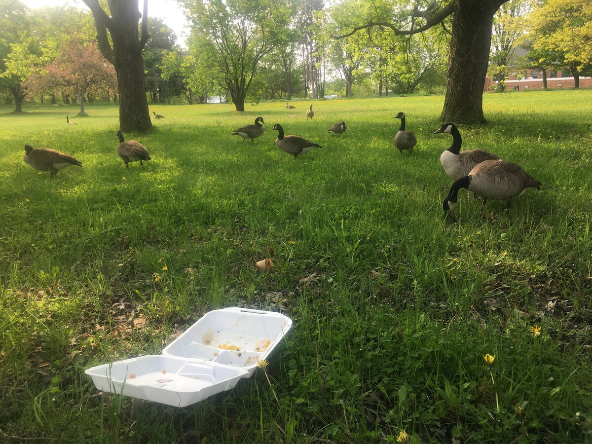Coliving Gatineau 671728