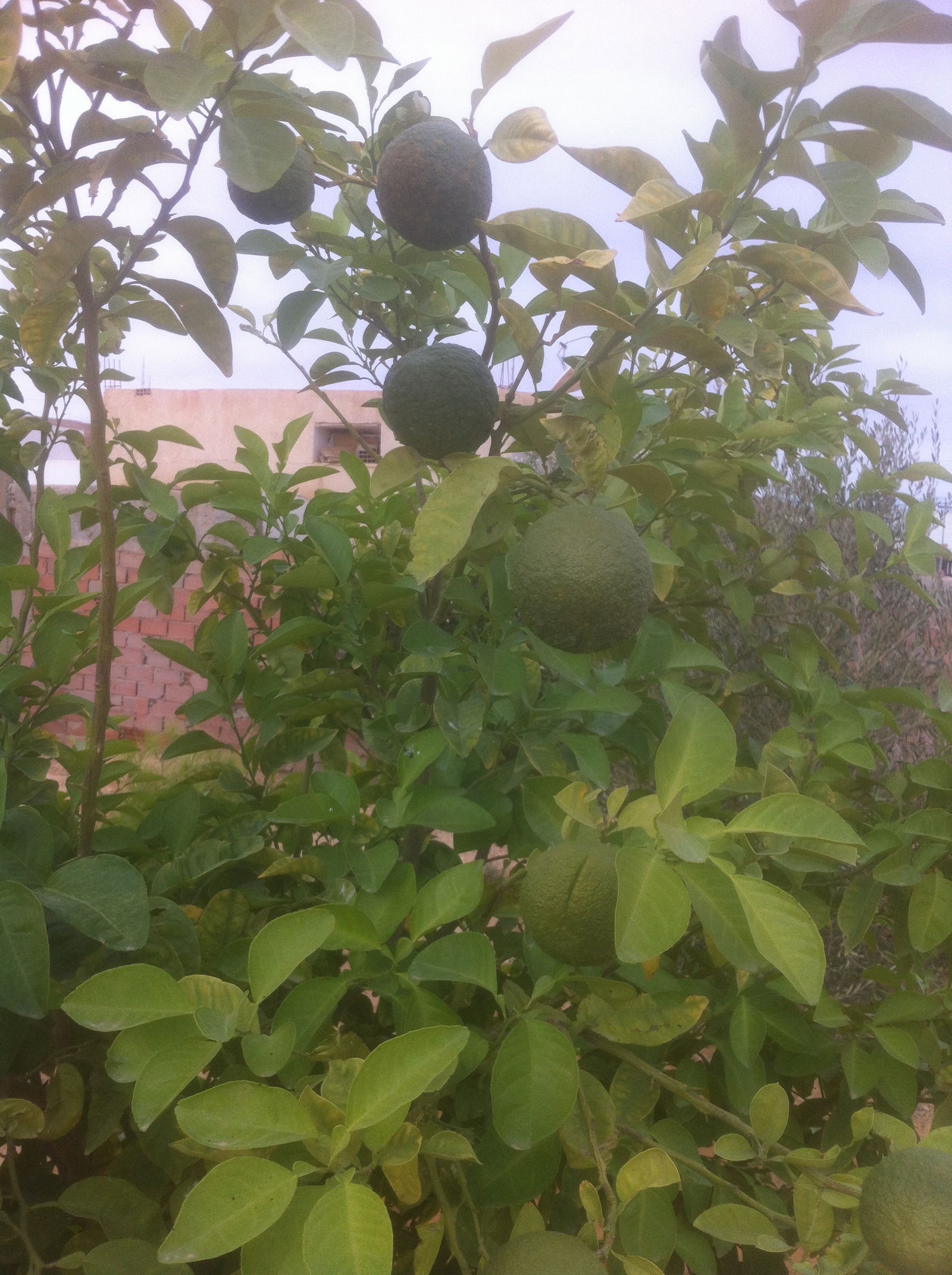 Gästezimmer Tataouine 131362