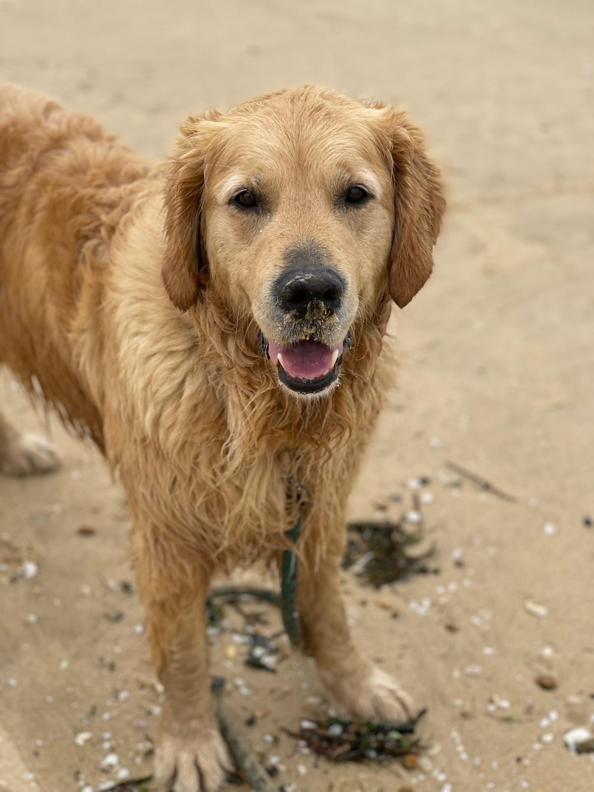 Gastfamilie La Rochelle 617134
