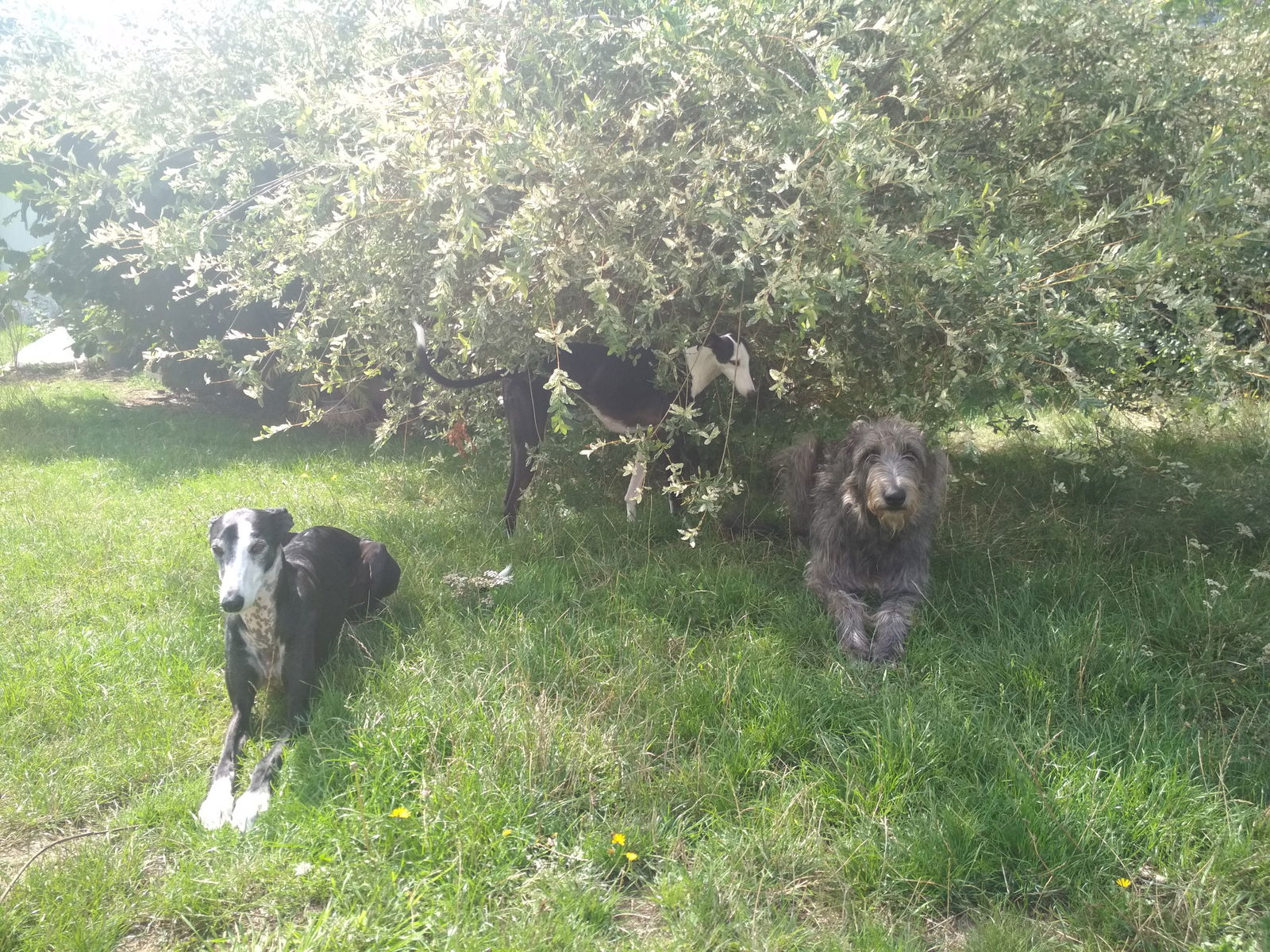 Gastfamilie Belbeuf 108668