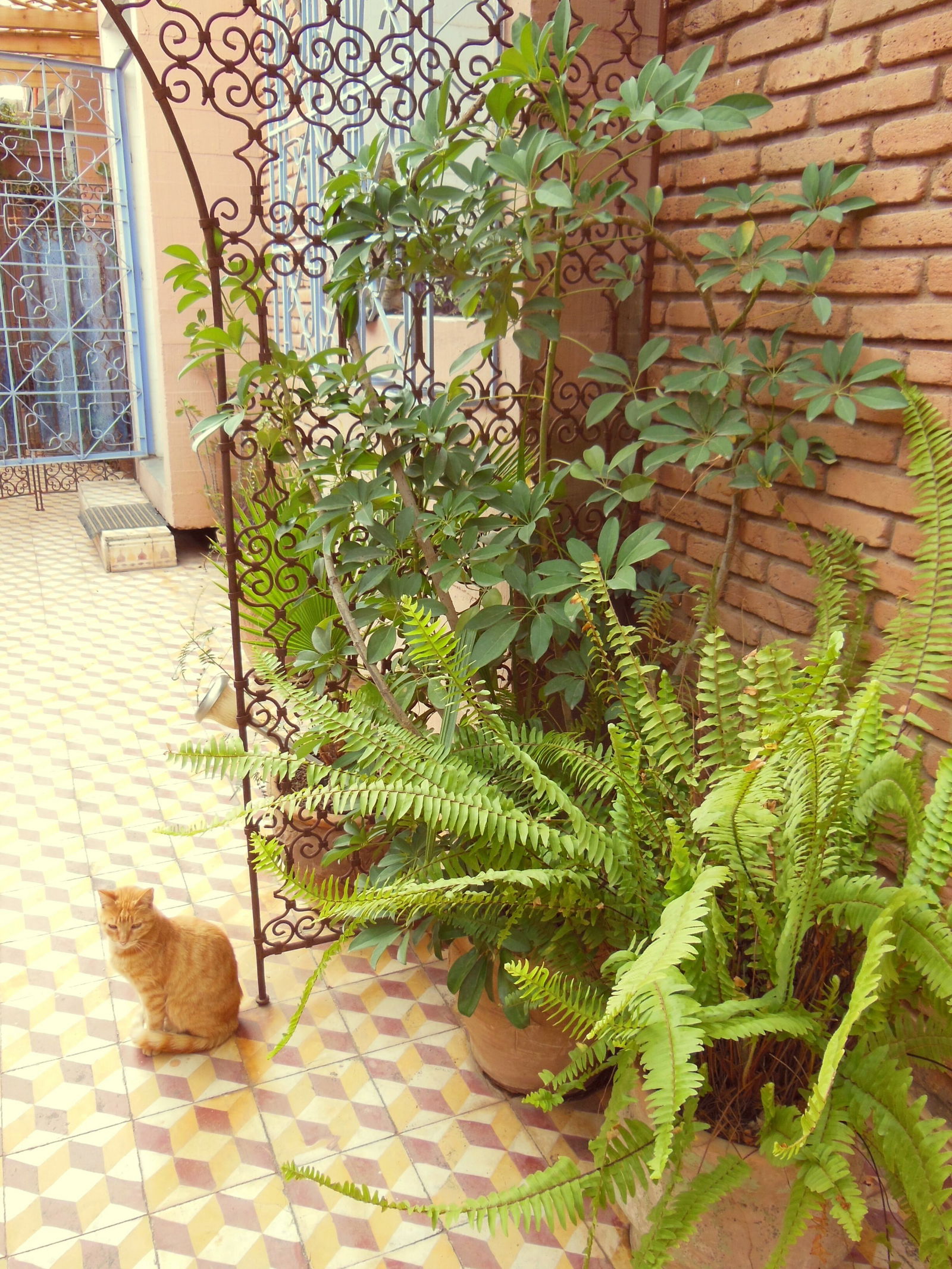 Gästezimmer Marrakech 72234