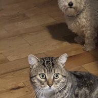 Gastfamilie Montréal 335136