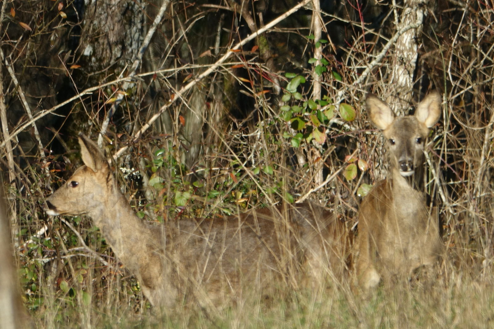 Gastfamilie La Gonterie-Boulouneix 238920