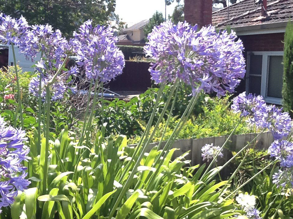 Gastfamilie Nunawading 93503