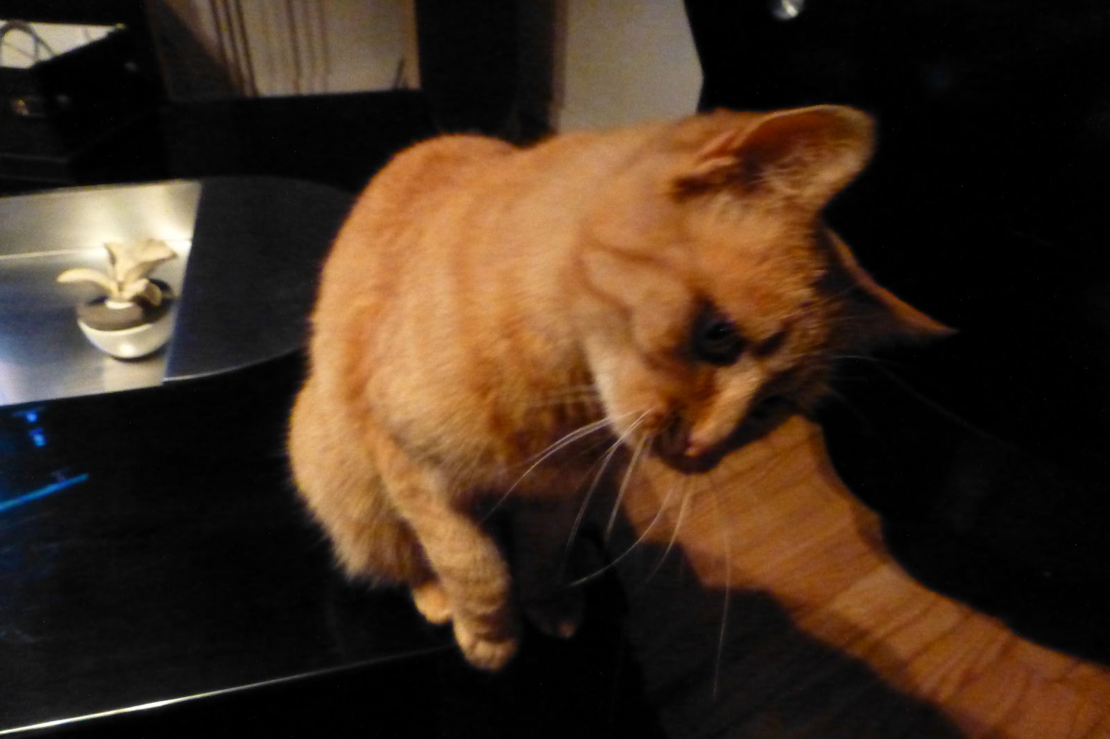 Gastfamilie Molsheim 153491