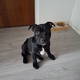 Yannis