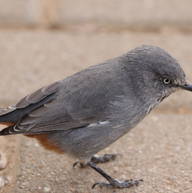 Roomlala | Romain C.