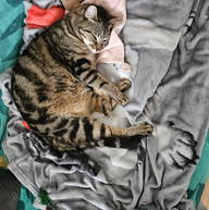 Roomlala | Karine L.