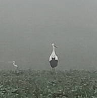 Roomlala | Laurence C.