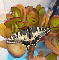 Roomlala | Agustín S.