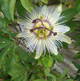 Liliane