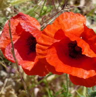 Roomlala | Jacqueline 5.