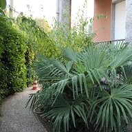 Luciano