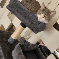 Raja