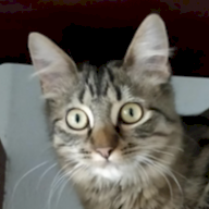 Nicolas