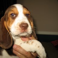 Pierre