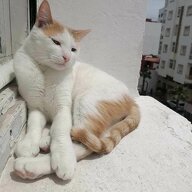 Raouia Ihsane