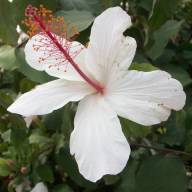 Dominique
