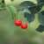 Juliana