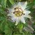 Liliane